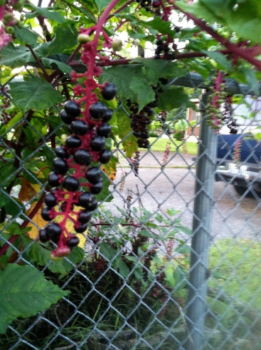 American pokeweed (Phytolacca americana). The black berries are ripe and ready for birds and other critters to eat them and help *ahem* disperse the seeds. The berries that aren't ready yet are green and thus less likely to attract animal attention. September 1, 2014.
