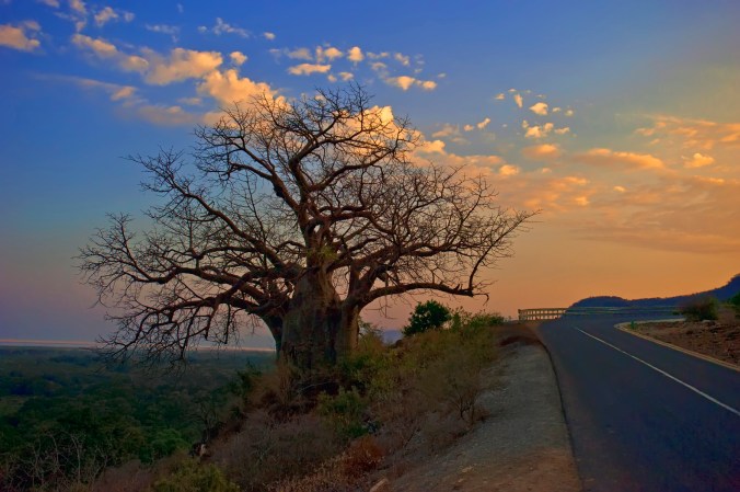 A thick-trunked baobab tree grows beside a highway road. Its leafless branches look like roots stretching into a dusk sky.